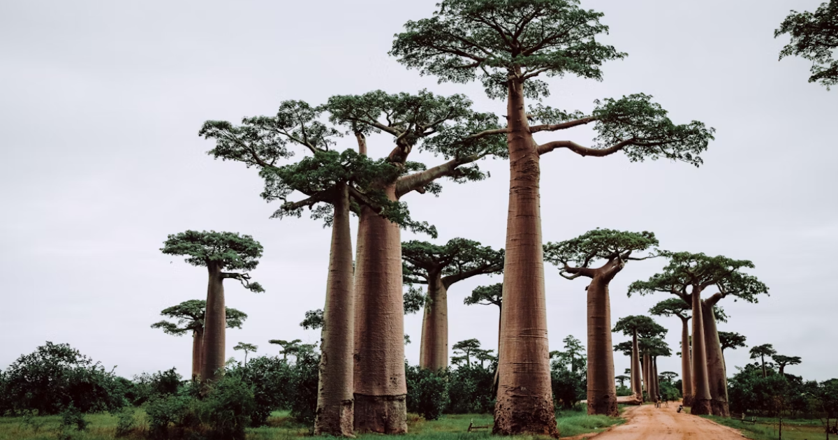 MBG-Madagascar has an incredible solution to protecting rainforests and local communities