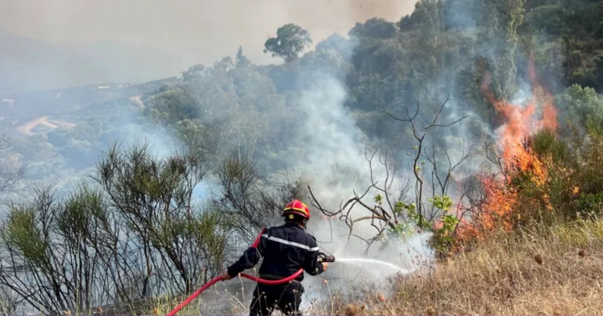 Algeria 12 Killed in Wildfires, 154 Fires in One Day